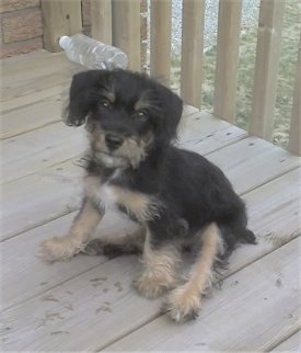 A black with tan and white Jack-A-Poo puppy is sitting on a wooden deck with a sideways empty water bottle behind it
