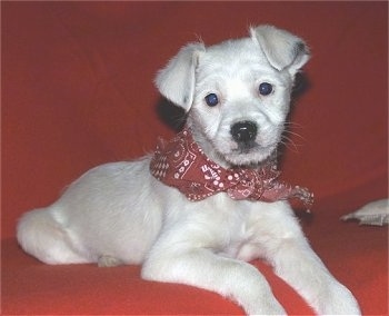 A white with grey Jack-A-Poo puppy is wearing a red bandana and laying on a red couch
