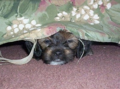 A white with black and tan Jack-A-Poo puppy is laying under a bed on a pink carpet. It has a sheet over top of its head
