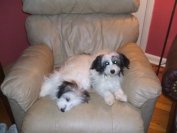 Two Jack-A-Poo puppies are laying in a tan recliner. One is laying on its side and the other is sitting up next to it