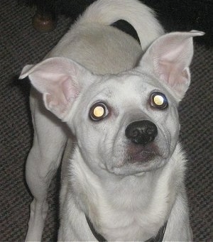 Close Up - A pure white Jack-Rat Terrier is standing on a carpet and looking up