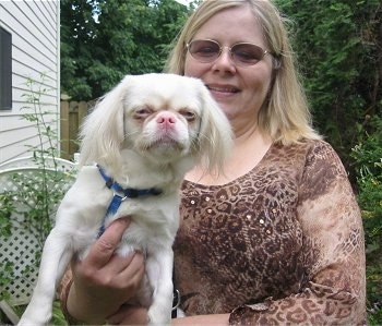 An albino Japanese Chin is being held up by the lady standing next to it, they are outside next to a white sided house