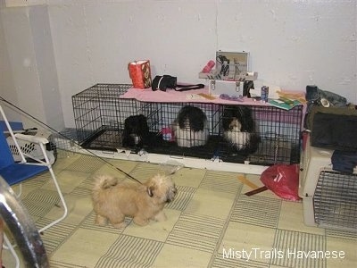 Three dogs are sitting in a long crate in the back of a room. There is a tan dog being walked towards a new crate.