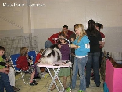 A dog is standing on a table and it is surrounded by people in a room back stage at a dog show.