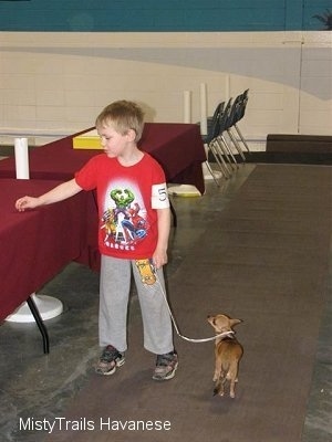 A boy in a red shirt is touching a table to the left of him. A Chihuahua is to the right of the boy and it is looking at the boy.