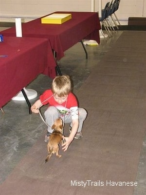 A boy in a red shirt is reaching down to touch a Chihuahua that is in front of him.