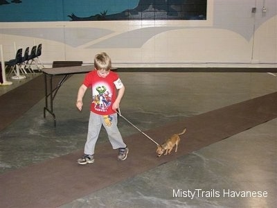 A boy in a red shirt is leading a Chihuahua on a walk down a long rug.