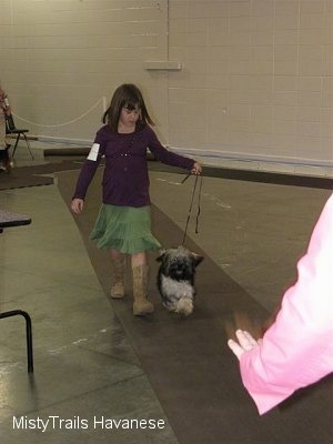A girl in a purple shirt is leading a dog on a walk down a long rug.