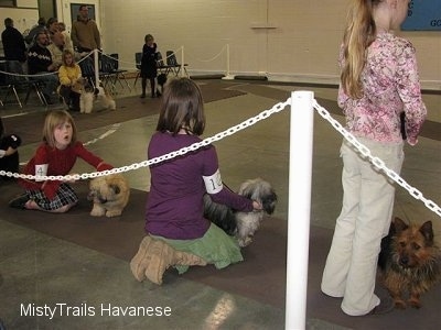 The back of three children standing and sitting behind their dogs on a long rug at a dog show.