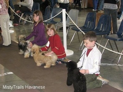 Three children are kneeling on their knees on top of a carpet and they are behind dogs.