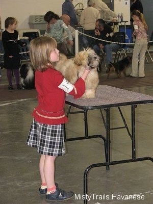 A girl in a red shirt is standing behind a table and she is helping pose a tan dog who is up on the table at a dog show.