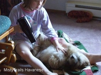 A girl is blow drying the underside of a tan with white Havanese puppy with a hair dryer.