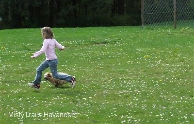 A little girl in a pink shirt is running across a field and running next to her is a tan with white Havanese puppy.