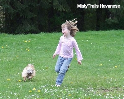 A little girl in a pink shirt is running away from a tan with white Havanese puppy that is chasing after her in a field of grass.
