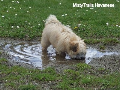 A tan with white Havanese puppy is standing in a mud puddle and it is drinking the muddy water.