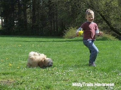 A small boy with a yellow plush toy in his hand is running away from a tan with white Havanese puppy that is sniffing across the field.