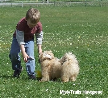 A boy is reaching down to grab a yellow plush toy that is on the ground in front of a tan with white Havanese puppy in a field.