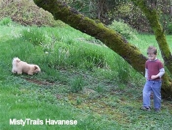 A boy is standing in a field in front of a mossy tree and to the left of him is this tan with white Havanese puppy who is sniffing the ground.