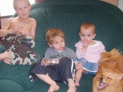 Three children are sitting in a green chair. Two of the children are looking forward. One child is looking at a tan Pomchi. A Pomchi is looking up and to the left.