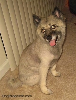 A shaved Keeshond is sitting on a tan carpet in front of a sliding glass door that has tan blinds.