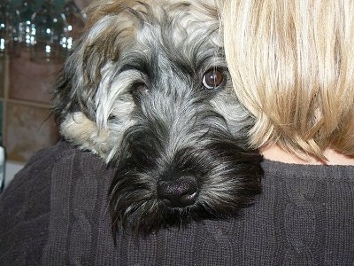 Close Up head shot - A tan and black Kerry Wheaten dog is over the shoulder of a lady with blonde hair