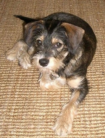 A wiry looking black and tan with white King Schnauzer is laying on a tan carpet and looking up