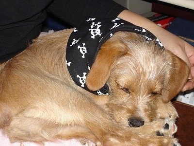 Close Up - A tan with white King Schnauzer is wearing a black bandana with skulls all over it while sleeping in the lap of a person.