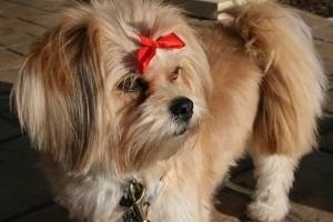 A tan with white La Pom dog is wearing a red ribbon in its top knot standing on a front porch looking to the right.