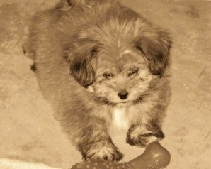 A Sepia toned photo of a La Pom puppy laying on a carpet with a rubber bone in front of it