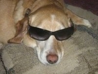 A yellow with white Labbe is laying on a couch cushion and wearing a pair of black sunglasses