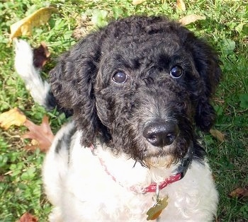 Close Up upper body shot - A wavy, black and white Labradoodle is wearing a red collar sitting in grass and looking up 