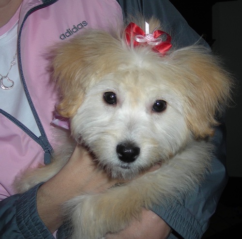 A tan Lhasa-Poo dog is being held up in the arms of a person who is wearing a pink and gray adidas shirt. The dog has a red and white ribbon in its top knot.