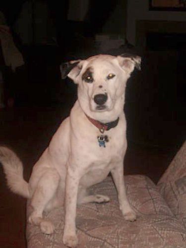 A white dog with black ticking patterns and a patch of black over one eye sitting down