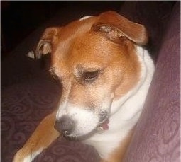 Close up - A brown with white Beagle/Pitbull mix is laying against the back of a maroon couch.