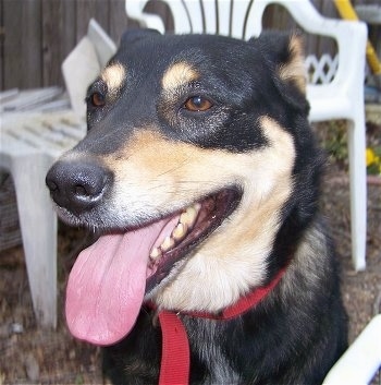 Close Up head shot - A black and tan Labraheeler is wearing a red collar sitting in dirt in-between white plastic lawn chairs