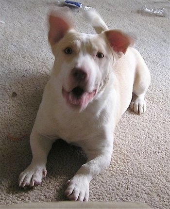 View from the front - A white with tan Cardigan Corgi/Pitbull mix is laying on a carpet and looking up. Its mouth is open and its tail is wagging and he looks to be in mid-bark.