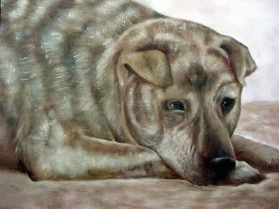 A portrait of a tan brindle Shar Pei/German Shepherd is laying down on a carpet. The dog has small rose ears, wrinkles on its head and a large body compared to the head.