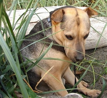 Side view - A small-rose-eared, large breed, black with tan Shar Pei/German Shepherd is sitting in dirt that is surrounded by tall grass and ther is a log behind it. It is looking down.