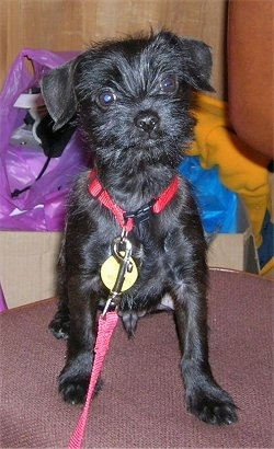 A wiry looking, black Miniature Schnauzer mix is wearing a red collar and leash sitting on a chair looking forward. There are cardboard boxes with things in them behind the dog.