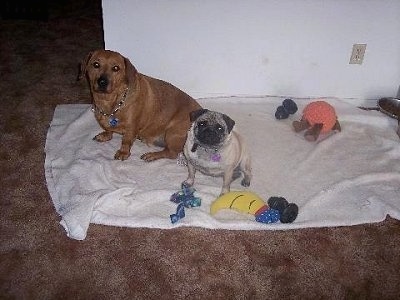 Frodo the Dachsweiler and Ladybug the Pug are sitting next to each other on a blanket surrounded by their toys. There is a food bowl on a carpet next to them