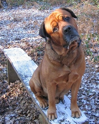 Front view - A brown with black Rottweiler/Italian Mastiff mix breed dog is sitting outside on a snowy wooden bench with its head tilted to the left. It is drolling slightly.