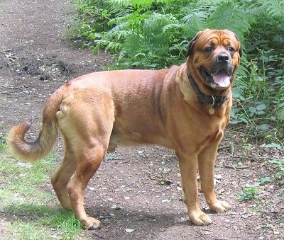 Side view - A brown with black Rottweiler/Italian Mastiff is standing horizontal on a dirt path surronded by grass and bushes. It is panting and its beginning to drool. It is holding its curled tail low. It has a lot of wrinkles on its head and extra skin on its neck.