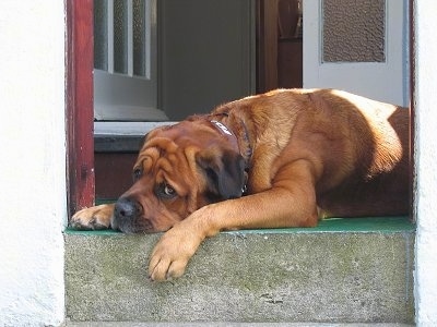 Side view upper body shot - A brown with black Rottweiler/Italian Mastiff mix breed dog is laying down in a doorway. It has a lot of wrinkles on hits head and extra skin around its shoulder.