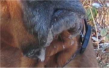 Close Up - The mouth of a brown with black Rottweiler/Italian Mastiff mix showing the drool that is coming out of its mouth. 