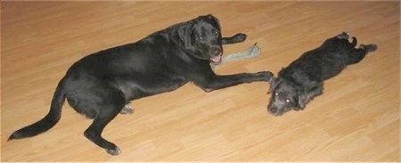 A large black Labrabull mix is laying on a hardwood floor and looking up and to the right. Its mouth is open and it looks like it is smiling. There is a small black Silkese puppy laying down next to it.