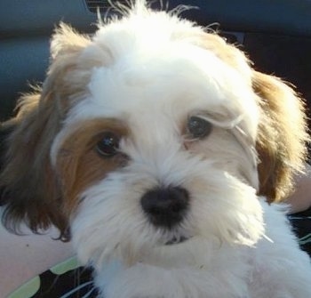 Close up head shot - A white with brown Mal-shi Puppy sitting in the lap of a person in the passenger seat of a vehicle. The dog looks like a stuffed toy.