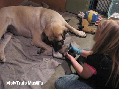 Sassy the English Mastiff licking a puppy being held by a lady