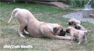 Sassy play bowing at her pups