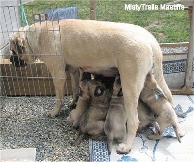 Puppies feeding from Sassy the English Mastiff who is standing up