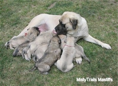 Sassy the English Mastiff and the puppies laying in the middle of a lawn